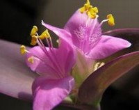 紫鸭趾草怎么栽漂亮，定期浇水施肥/及时修剪和预防病虫害